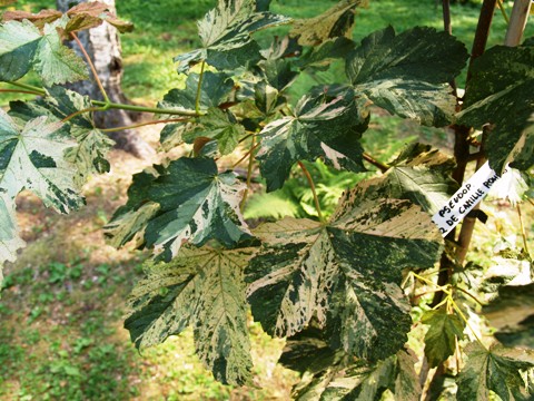 Acer pseudoplatanus 'Prinz de Camille Rohan'