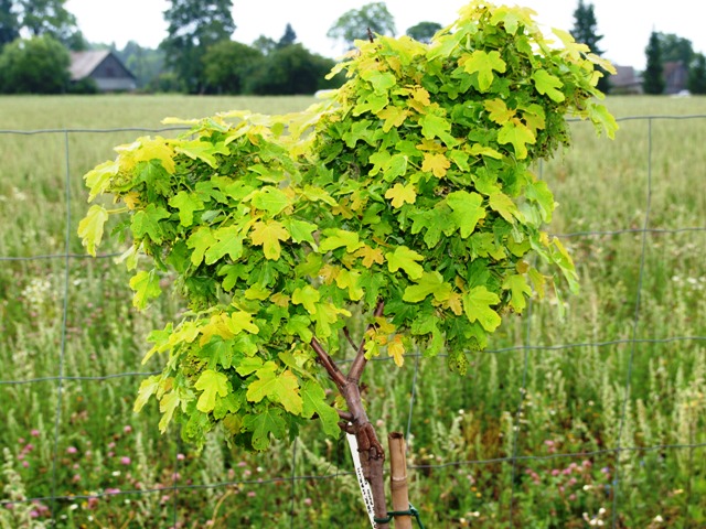 Acer saccharinum 'Eschrich Dwarf'