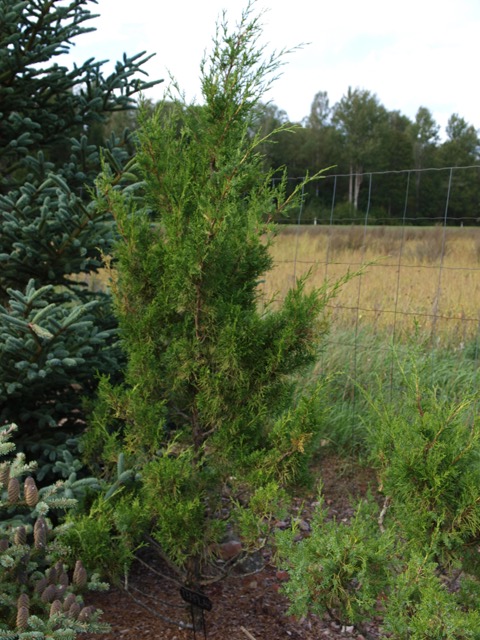 Juniperus chinensis 'Templar'