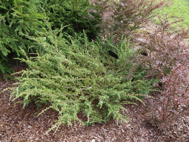 Juniperus communis 'Barton'