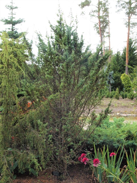 Juniperus communis 'Bukken Bruse'