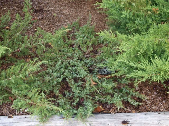 Juniperus communis 'Edgbaston'