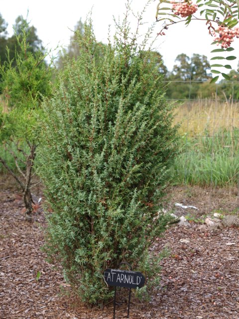 Juniperus communis 'Fat Arnold'