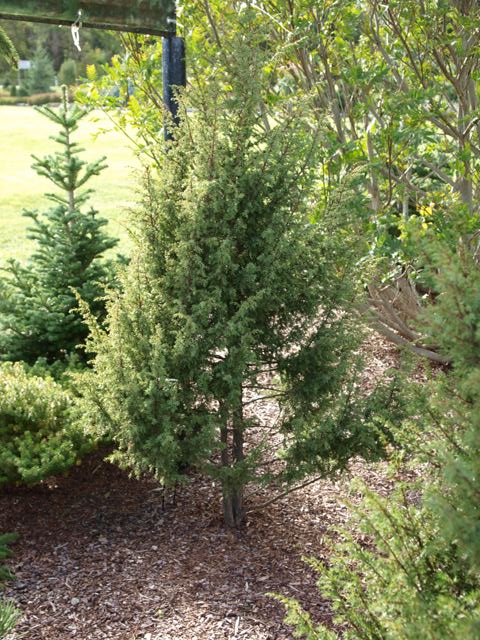 Juniperus communis 'Oskeladden'