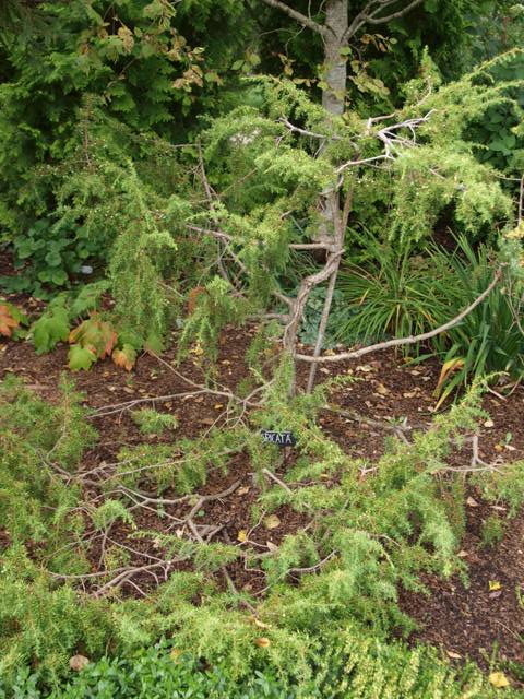 Juniperus communis 'Spicata'