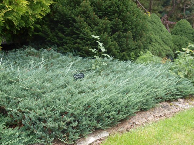 Juniperus horizontalis 'Yukon Belle'