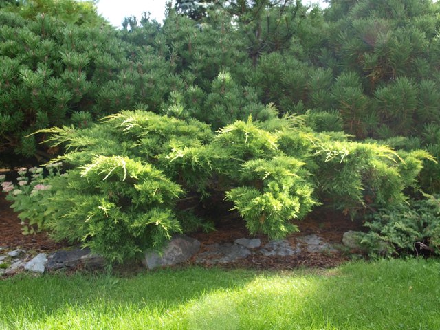 Juniperus x media 'King of Spring'