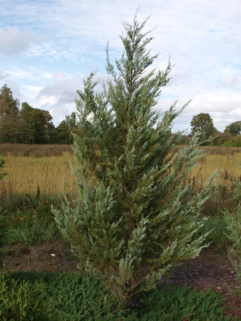 Juniperus scopulorum 'Pathfinder'