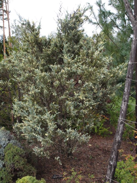 Juniperus scopulorum 'Snow Fluries'