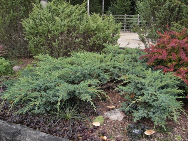 Juniperus squamata 'Filborna'
