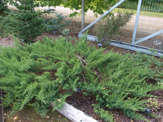 Juniperus virginiana 'Nana Compacta'