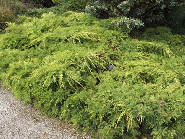 Juniperus x media 'Golden Saucer'