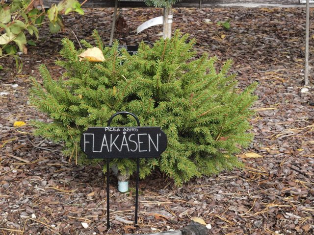 Picea abies 'Flakåsen'