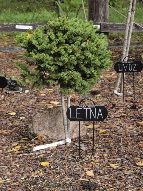 Picea abies 'Letna'