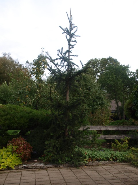 Picea abies 'Pachyphylla'