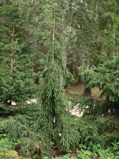 Picea abies 'Rothenhaus'