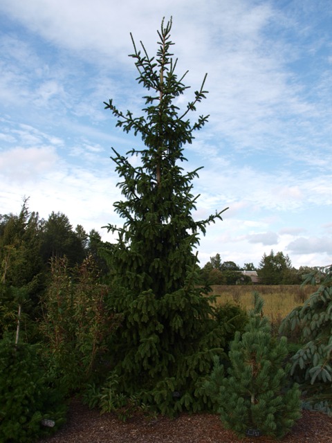 Picea abies 'Virgata Compact'