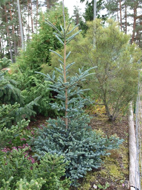 Picea bicolor 'Howell's Dwarf'