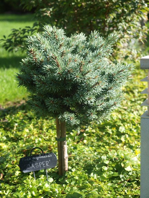 Picea engelmannii 'Jasper'