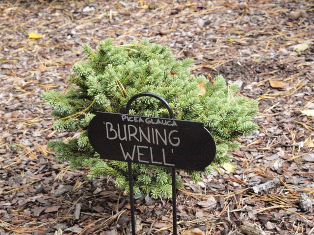 Picea glauca 'Burning Well'