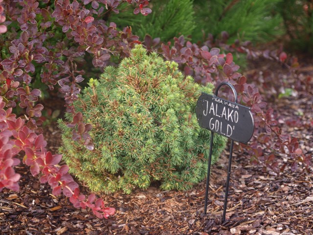 Picea glauca 'Jalako Gold'