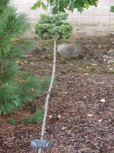Picea glauca 'Palecek'