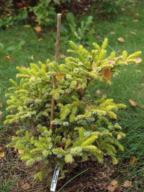Picea jezoensis 'Aurea'