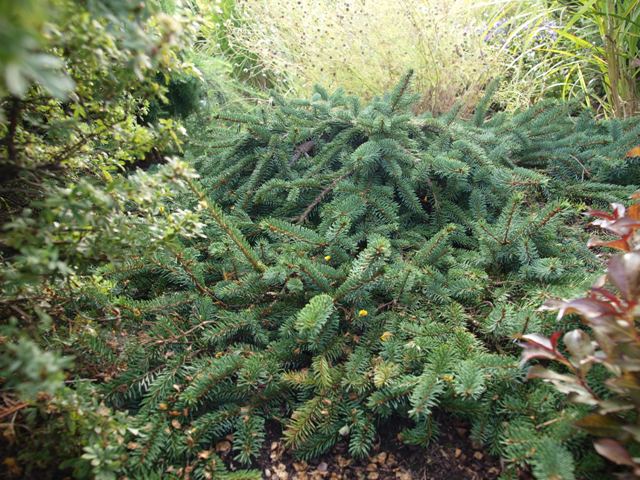 Picea koyamae 'Bedgebury Cascade'