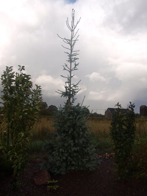Picea obovata 'Krylov'