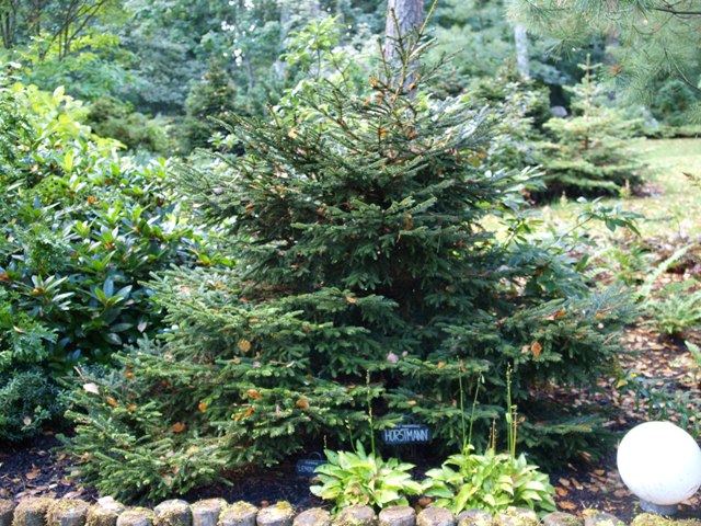 Picea orientalis 'Horstmann'