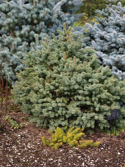 Picea pungens 'Montana Ave'