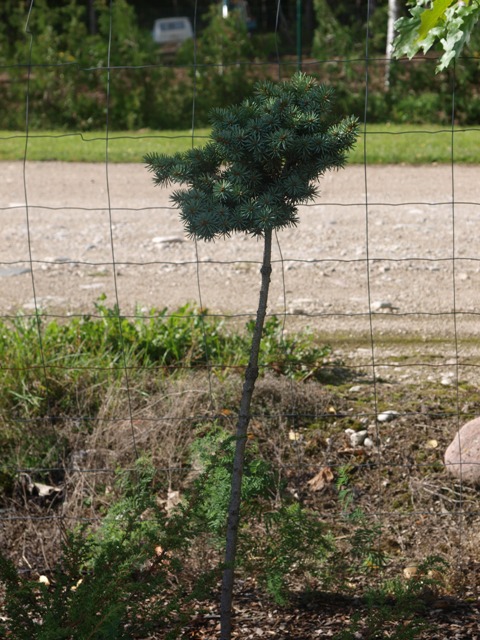 Picea pungens 'Strenice'