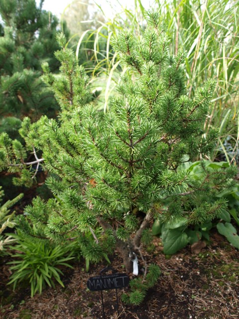 Pinus banksiana 'Manomet'