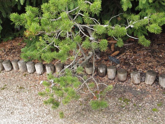Pinus banksiana 'Neponset'