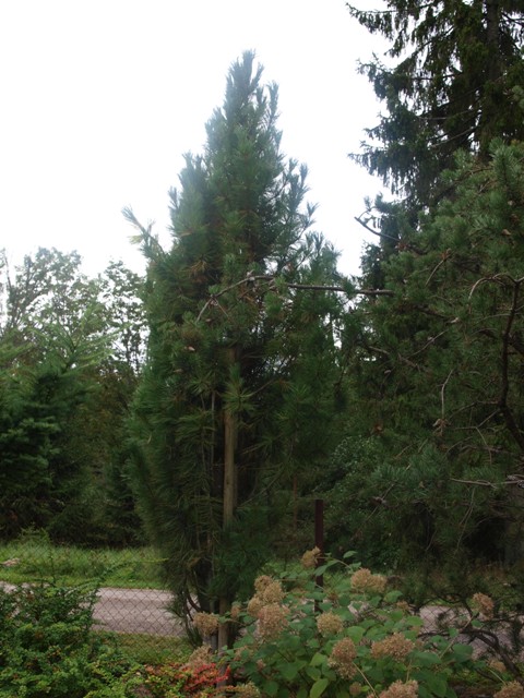 Pinus cembra 'Glauca'