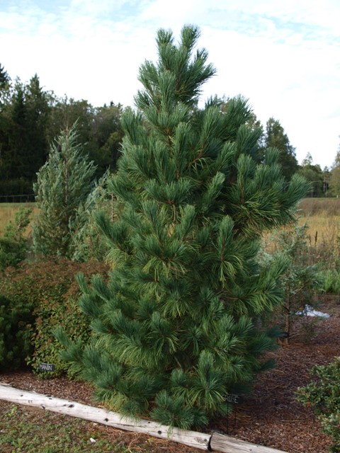 Pinus cembra 'Grobe'