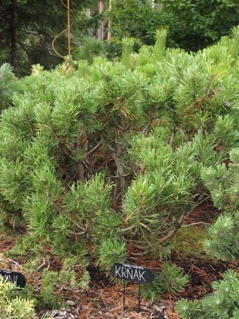 Pinus contorta 'Krnak'