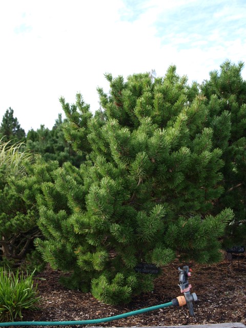 Pinus contorta x Pinus banksiana 