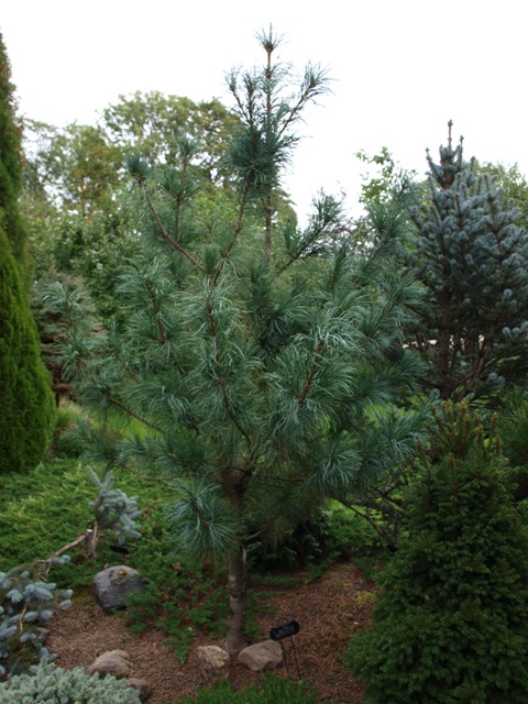 Pinus koraiensis 'Winton'
