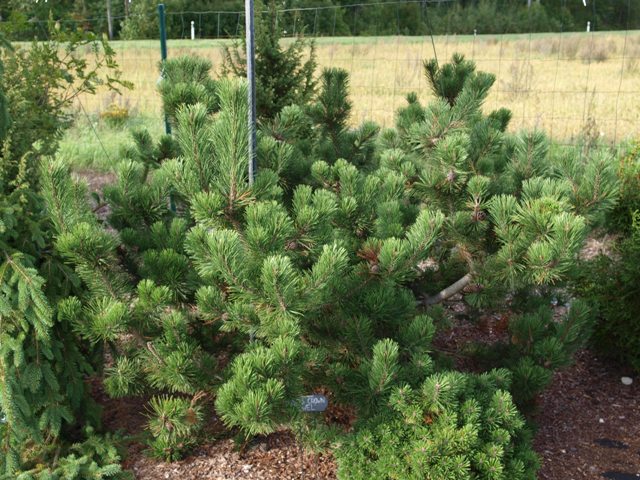 Pinus mugo 'Filip's Crown Yewel'