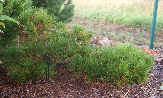 Pinus mugo 'Globosa'