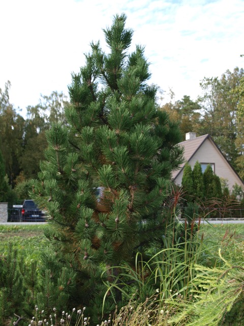 Pinus mugo 'Gnom Column'
