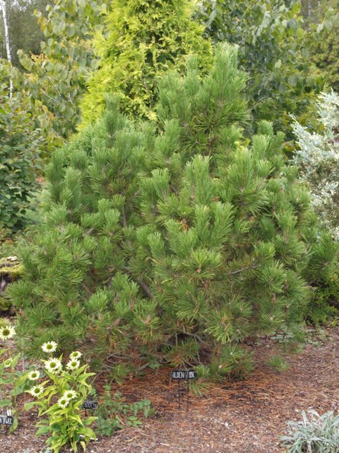Pinus mugo 'Golden Globe'