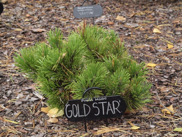 Pinus mugo 'Gold Star'