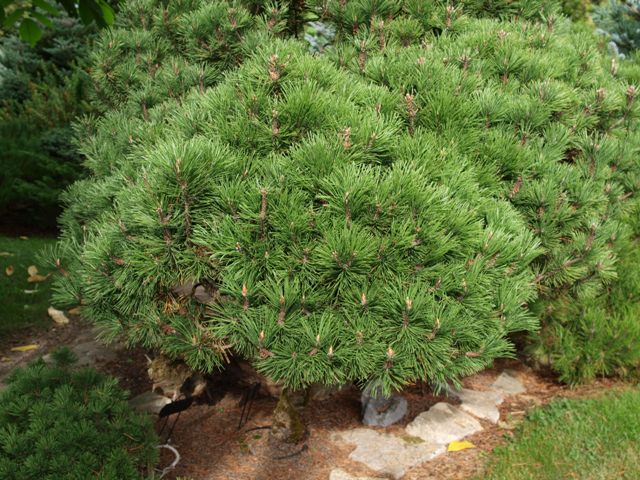 Pinus mugo 'Humpitz'