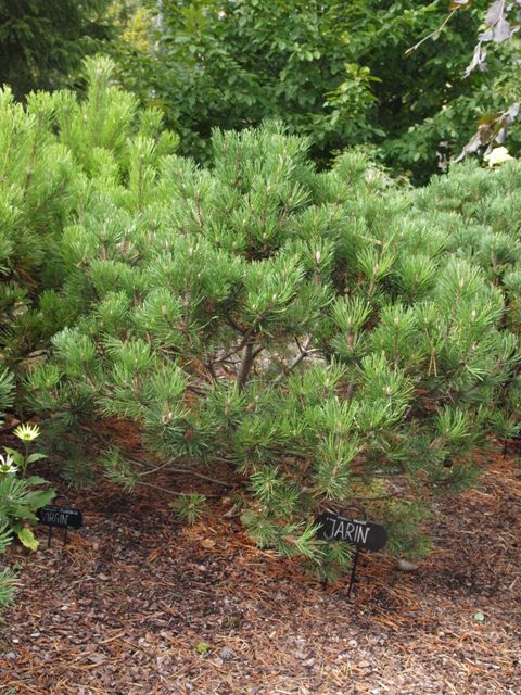Pinus mugo 'Jarin (Troja 3)'