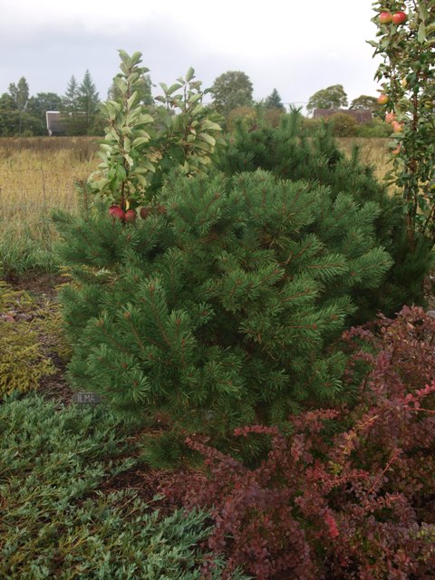 Pinus mugo 'Little Brany'