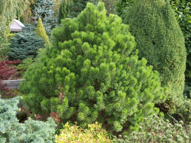Pinus mugo 'Loucky'