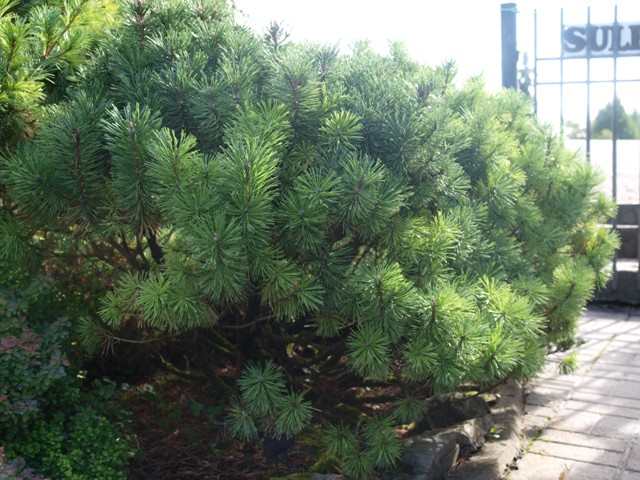 Pinus mugo 'Mops Midget'