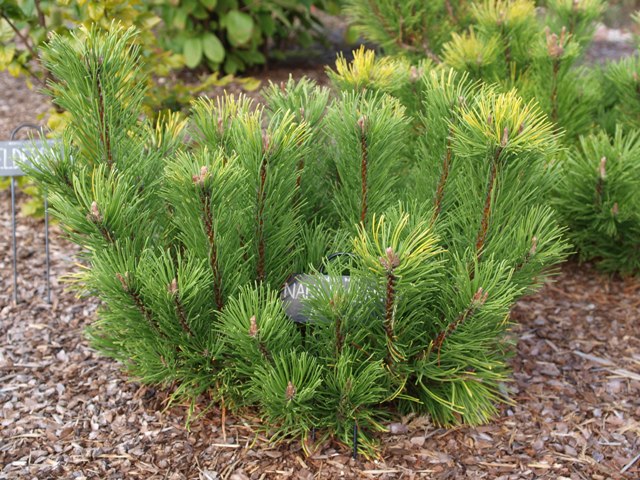 Pinus mugo 'Nana Balcanica Aurea'